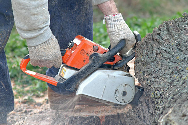 Tree Lopping And Its Multiple Benefits